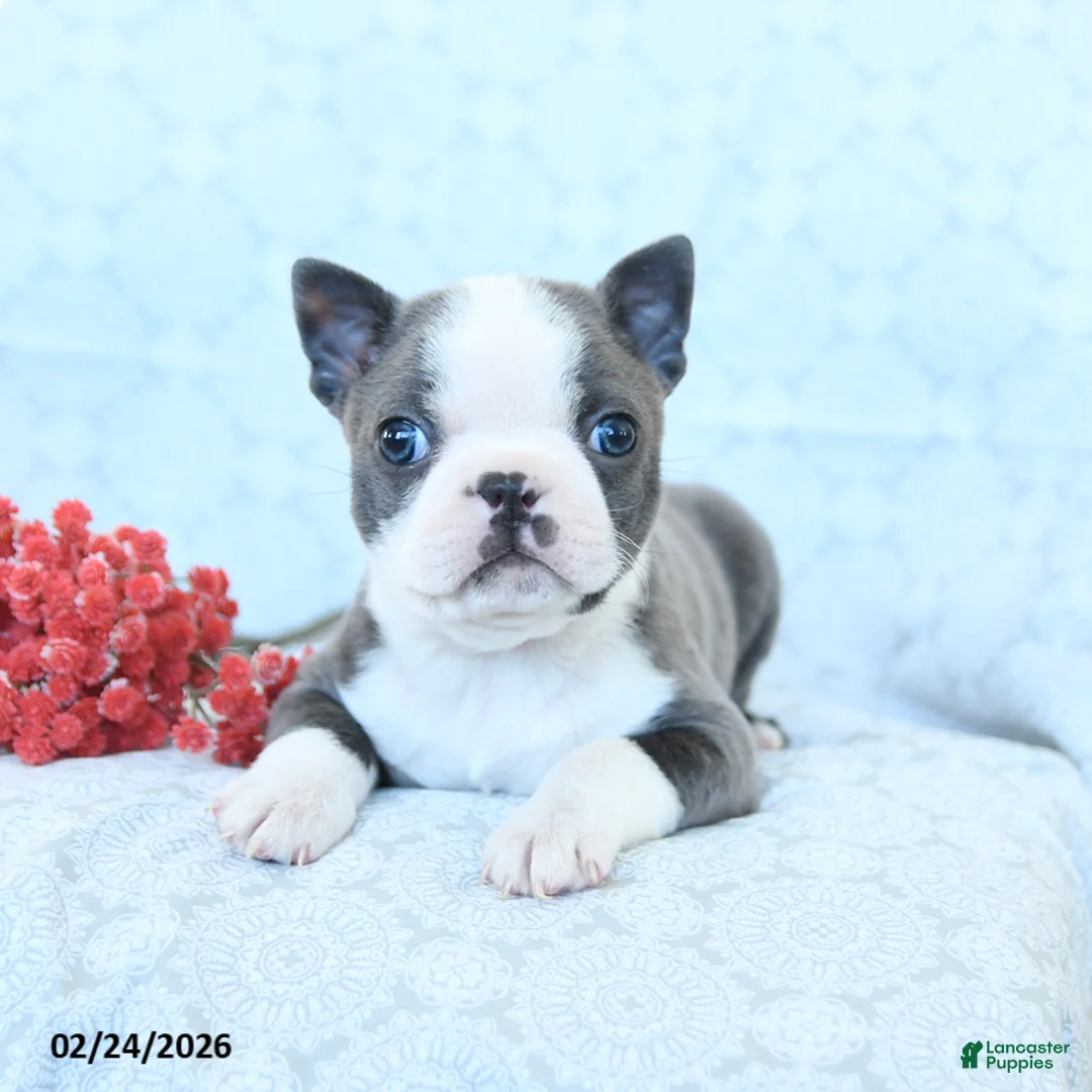 Boston Terrier dogs for sale: Leo - Ad 4