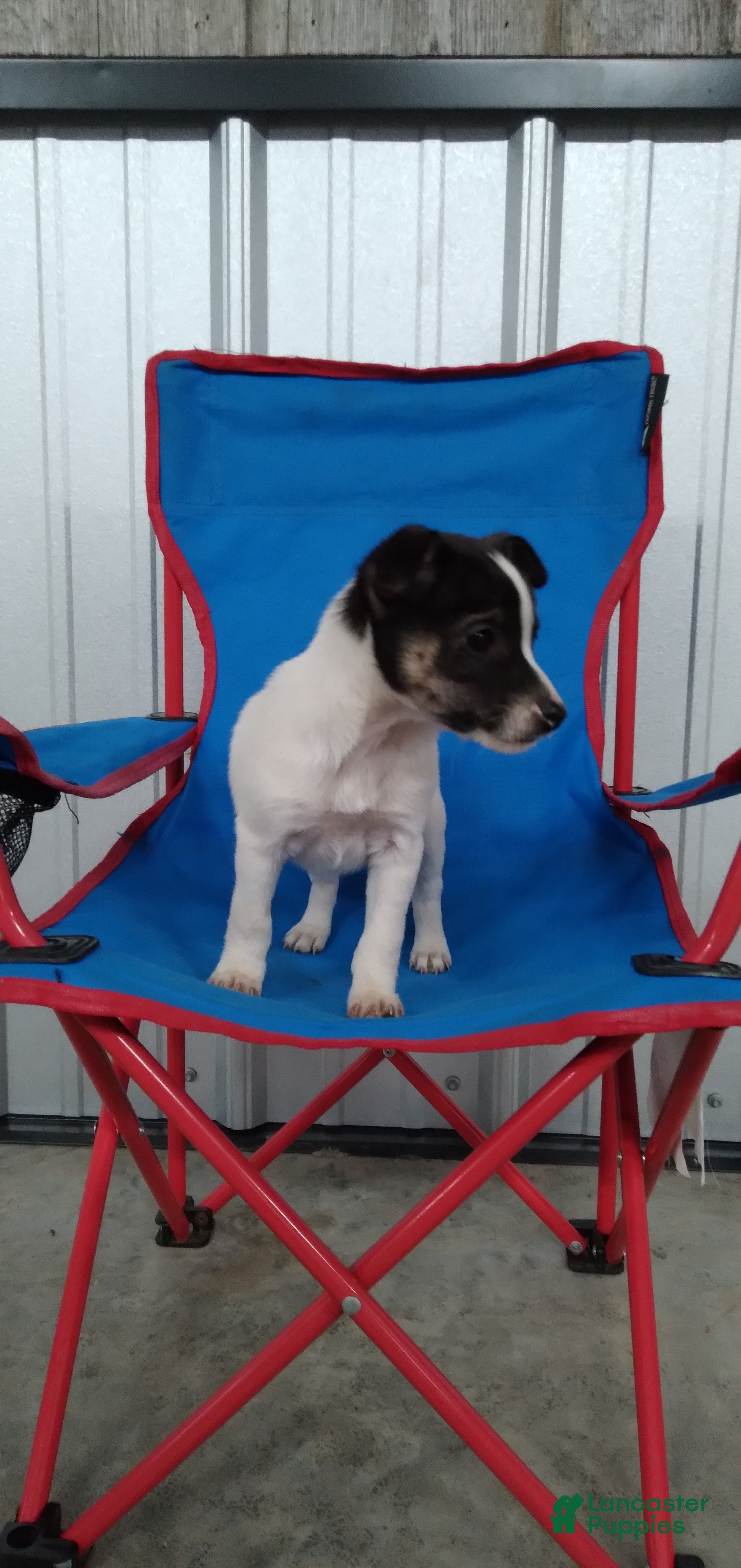 Jack Russell Terrier dogs Ella - Ad 2