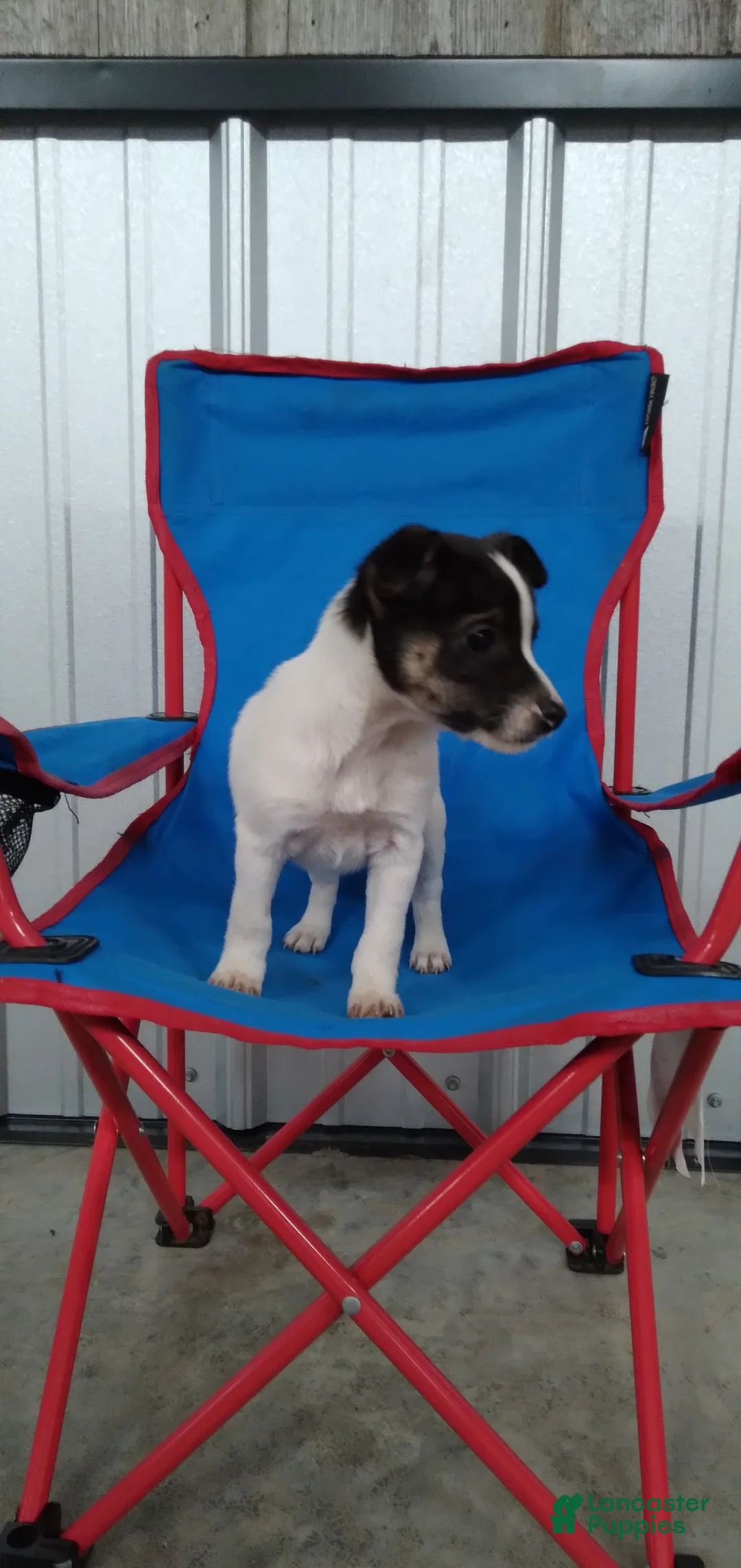 Jack Russell Terrier dogs for sale: Ella - Ad 2
