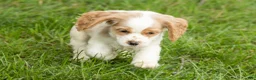 Cocker Spaniel dogs for sale: Max  - Ad 5