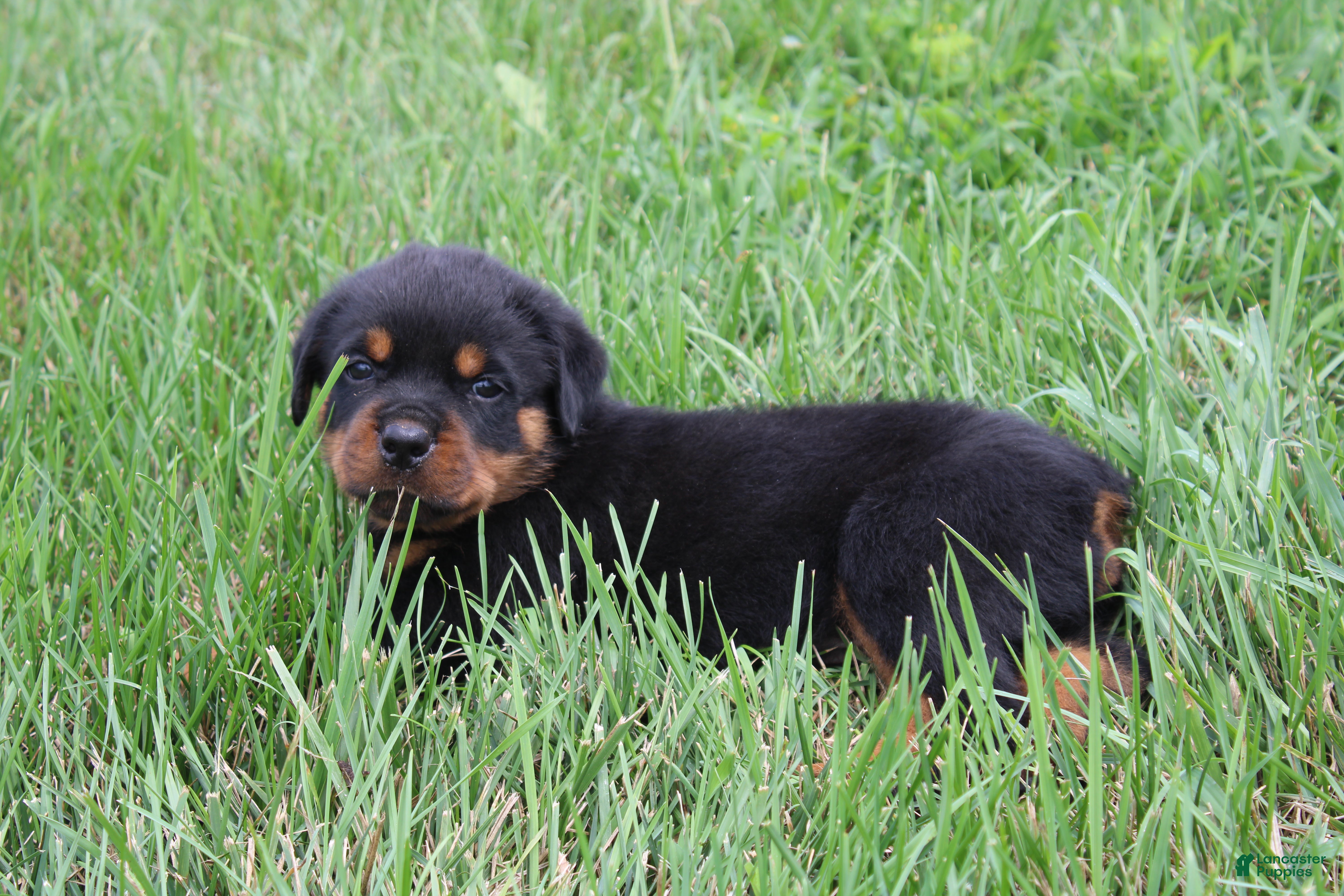 Rottweiler dogs Beavo - Ad 2