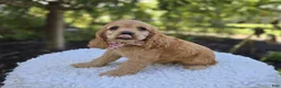 Cocker Spaniel dogs for sale: Kimberly - Ad 6