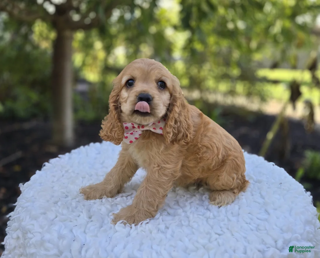Cocker Spaniel dogs for sale: Kimberly - Ad 6