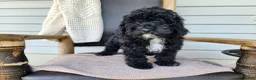 Mini Bernedoodle dogs for sale: Brock - Ad 7