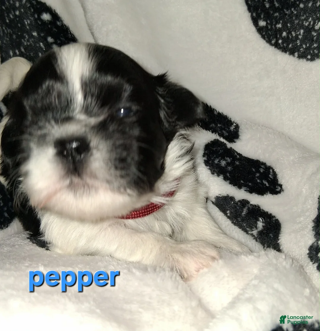 Shih Tzu dogs for sale: Pepper - Ad 1