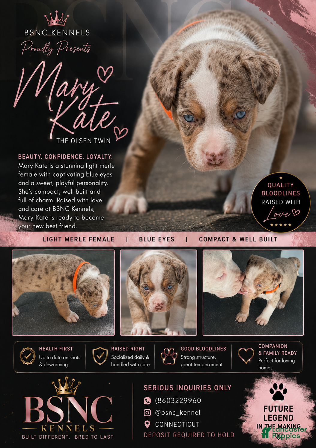 American Bully dogs The Olsen twins / Mary Kate  - Ad 1