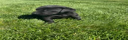 Labrador Retriever dogs for sale: Roxy - Ad 3