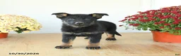 Mixed Breed dogs for sale: Gabby - Ad 5