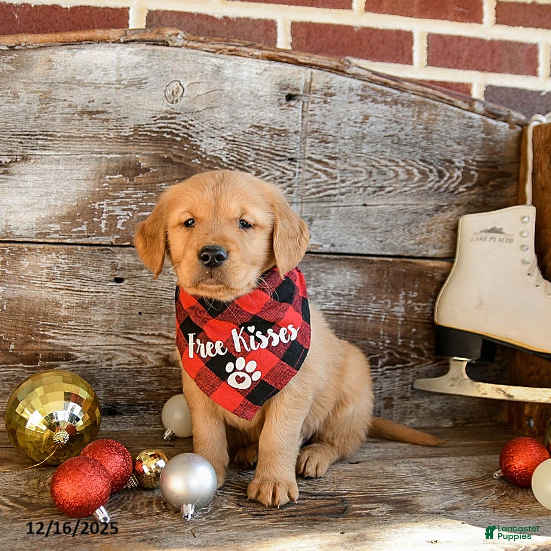 Golden Retriever dogs for sale: Rufus - Ad 2