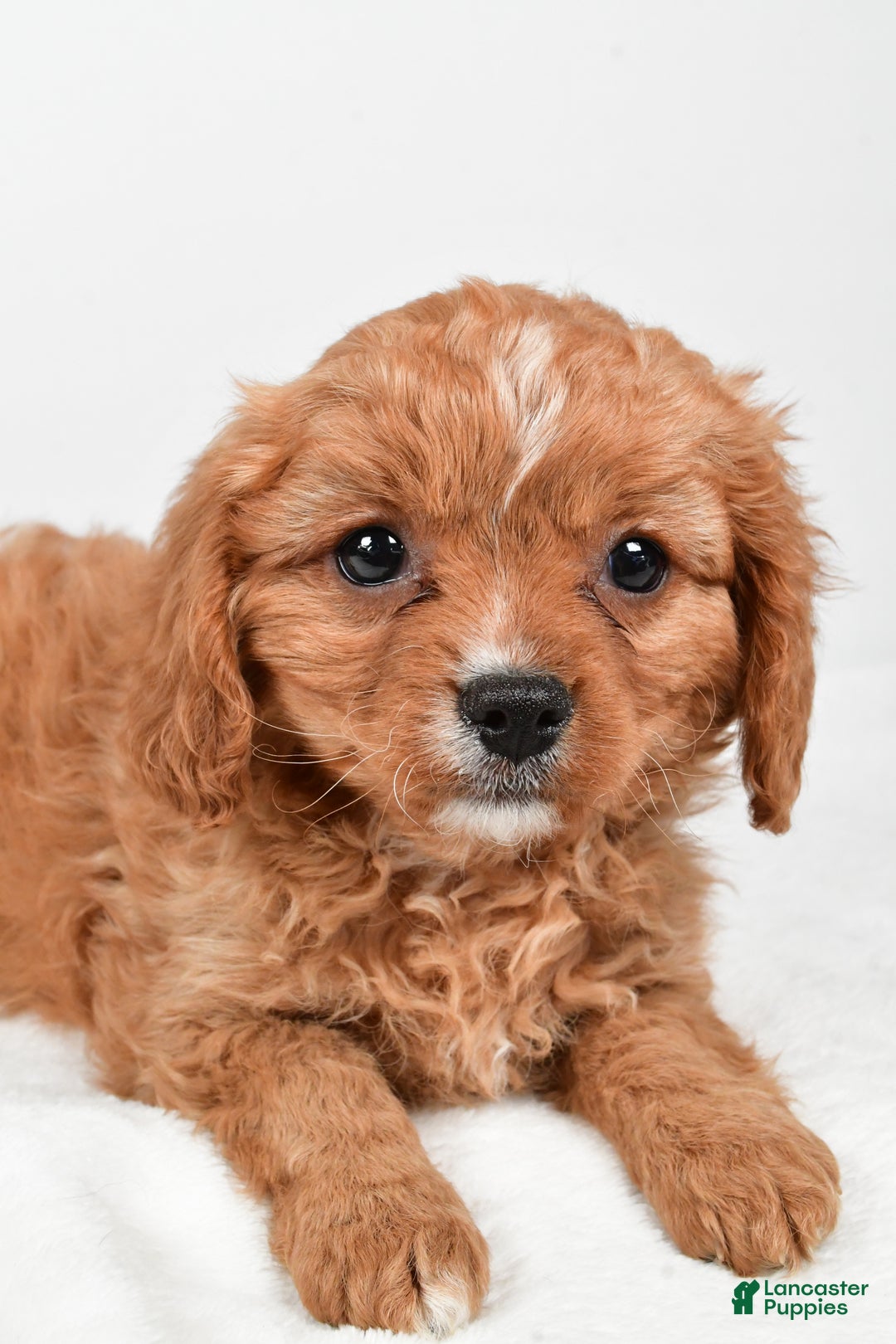 Cavapoo dogs for sale: Penny f one b - Ad 3
