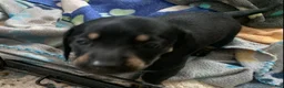 Dachshund dogs for sale: Black & Tan male smooth coat  - Ad 5