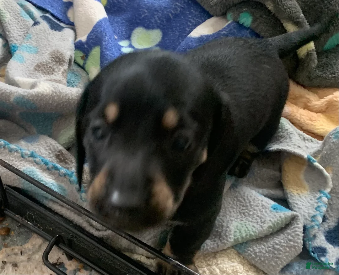 Dachshund dogs for sale: Black & Tan male smooth coat  - Ad 5