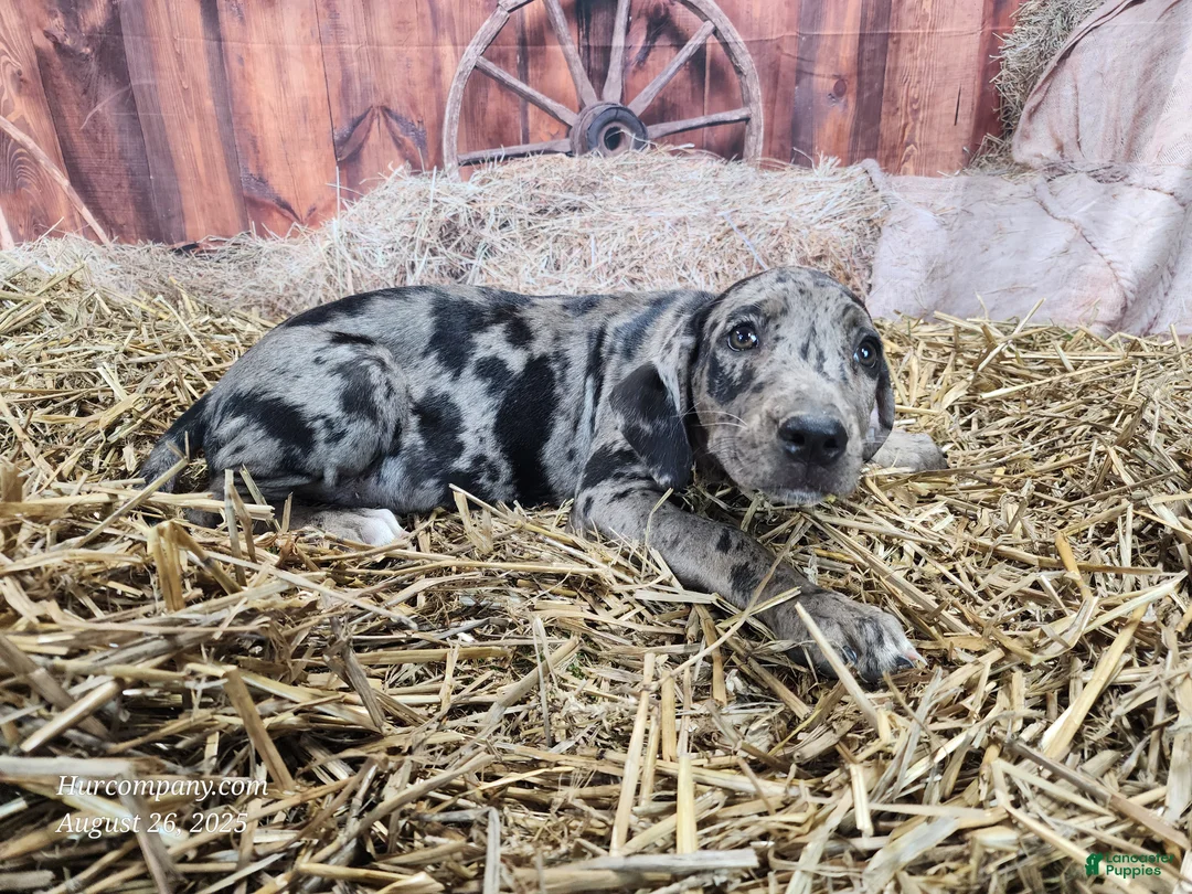 Catahoula Leopard Dog dogs for sale: Angel 2025 Female 1 - Ad 31