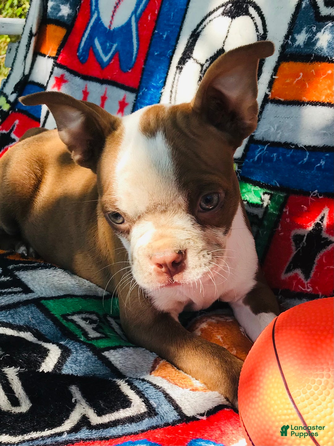 Mixed Breed dogs for sale: Valentino - Ad 10