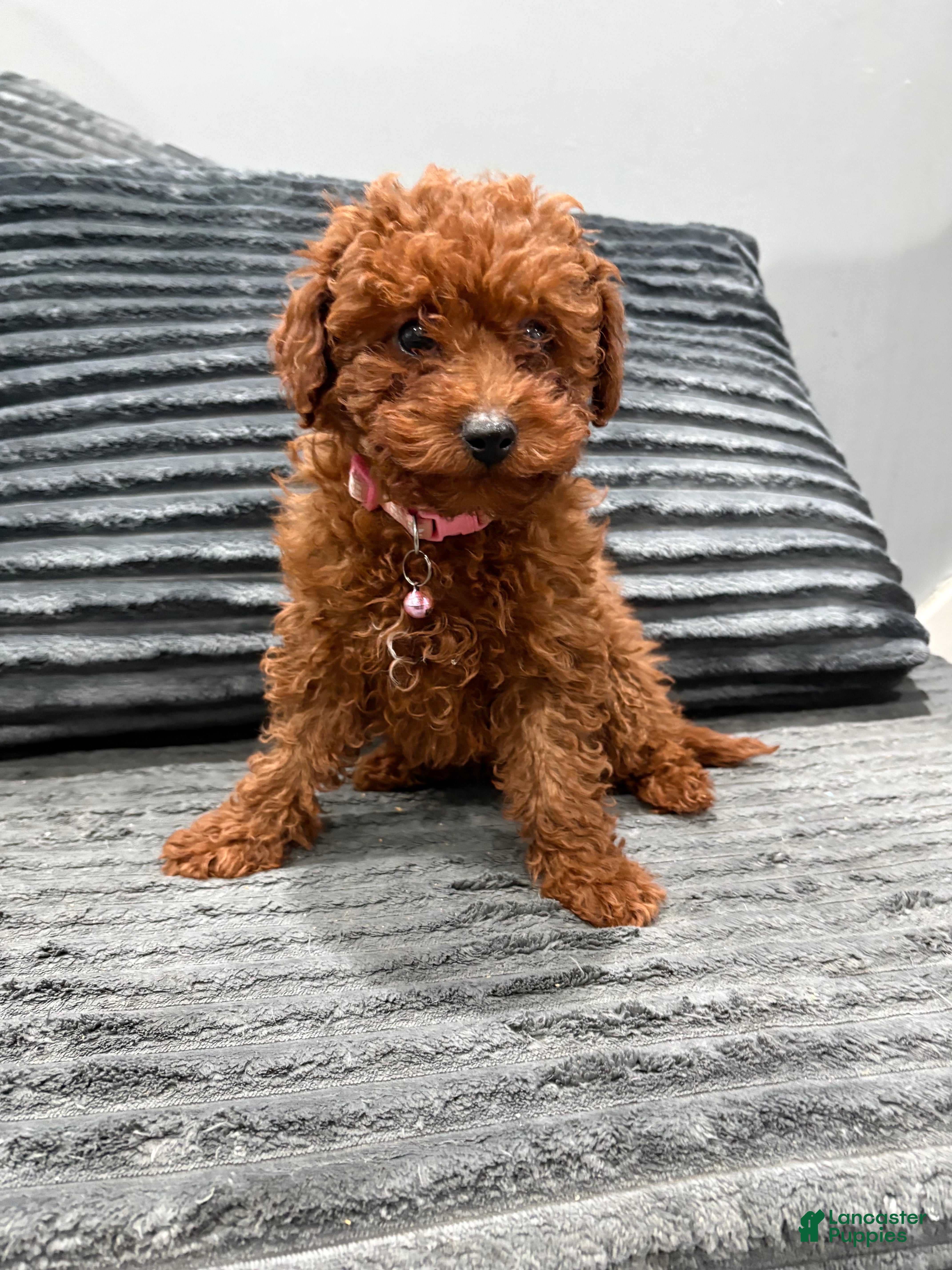 Toy Poodle dogs Toy Poodle Puppy 1 - Ad 2