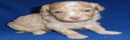 Shihpoo dogs for sale: Baxter - Ad 8
