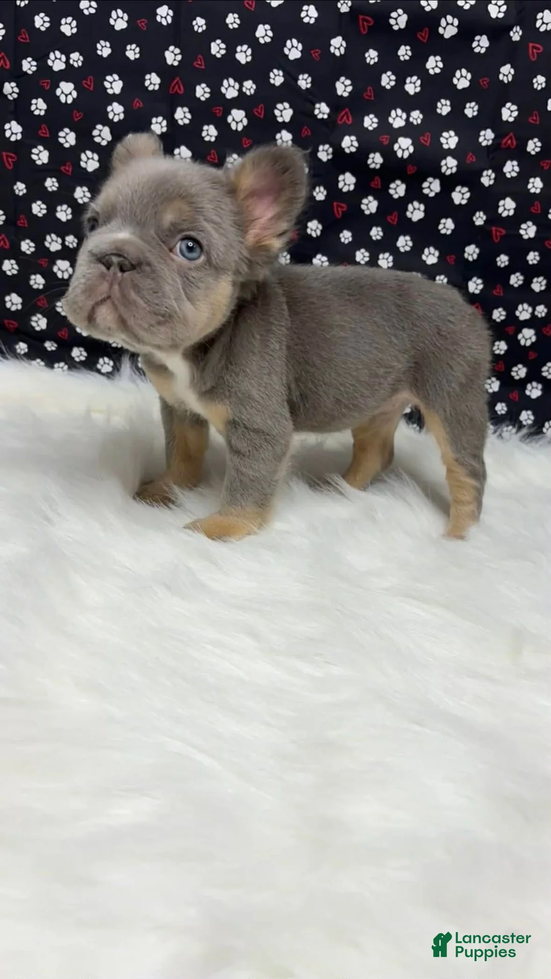 French Bulldog dogs for sale: French Bulldog Puppy 1 - Ad 2