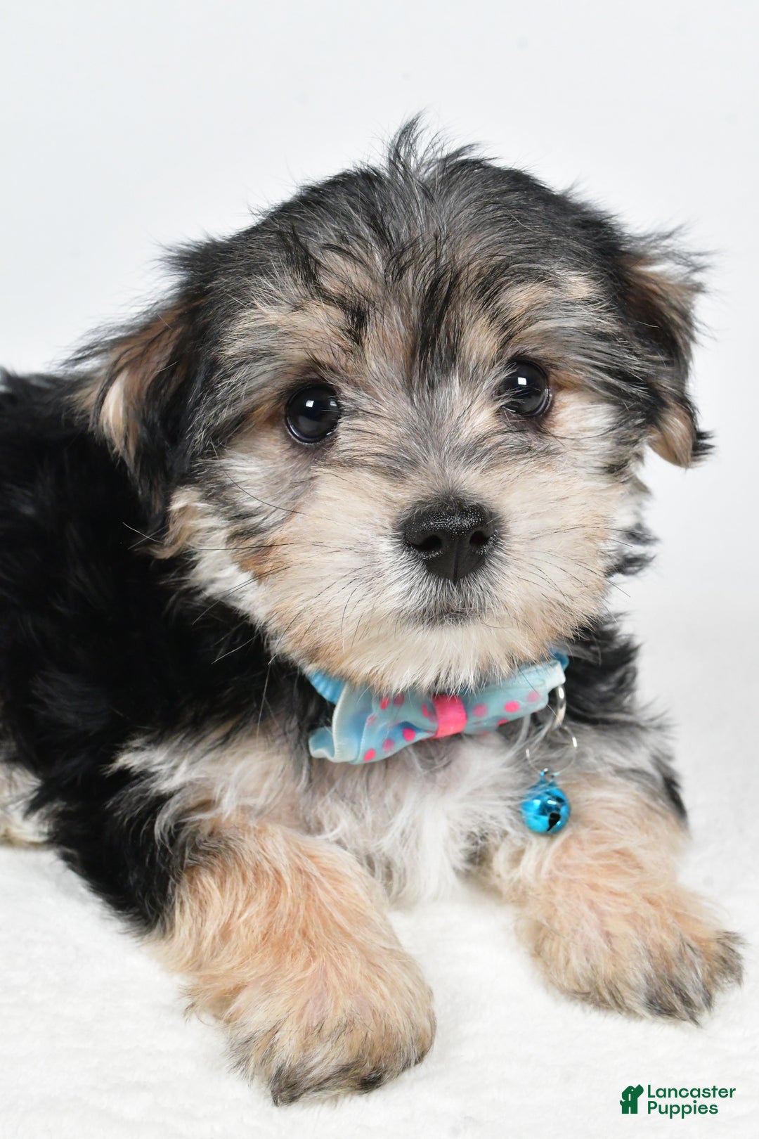 Morkie dogs for sale: Virgel - Ad 3