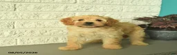 Mini Goldendoodle dogs for sale: Nugget  - Ad 3