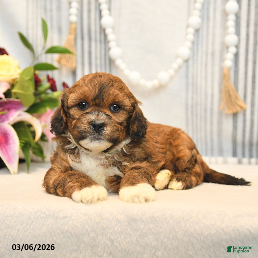 Shihpoo dogs Loyal - Ad 2