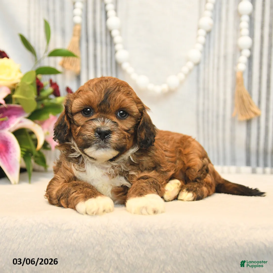 Shihpoo dogs for sale: Loyal - Ad 2