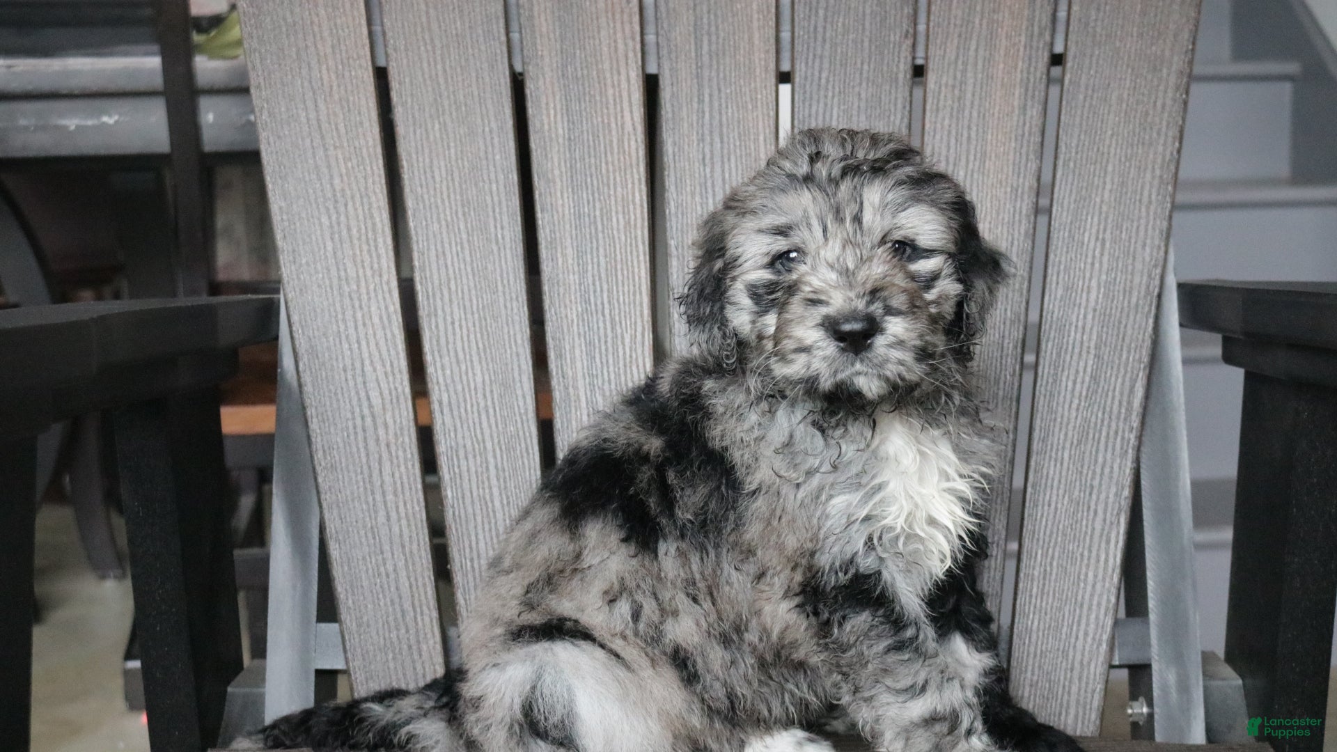 Newfypoo dogs Rain - Ad 6