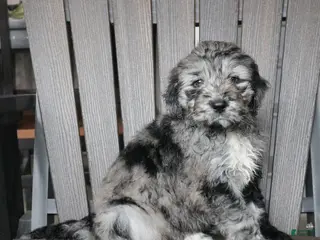 Newfypoo dogs Rain - Ad 11