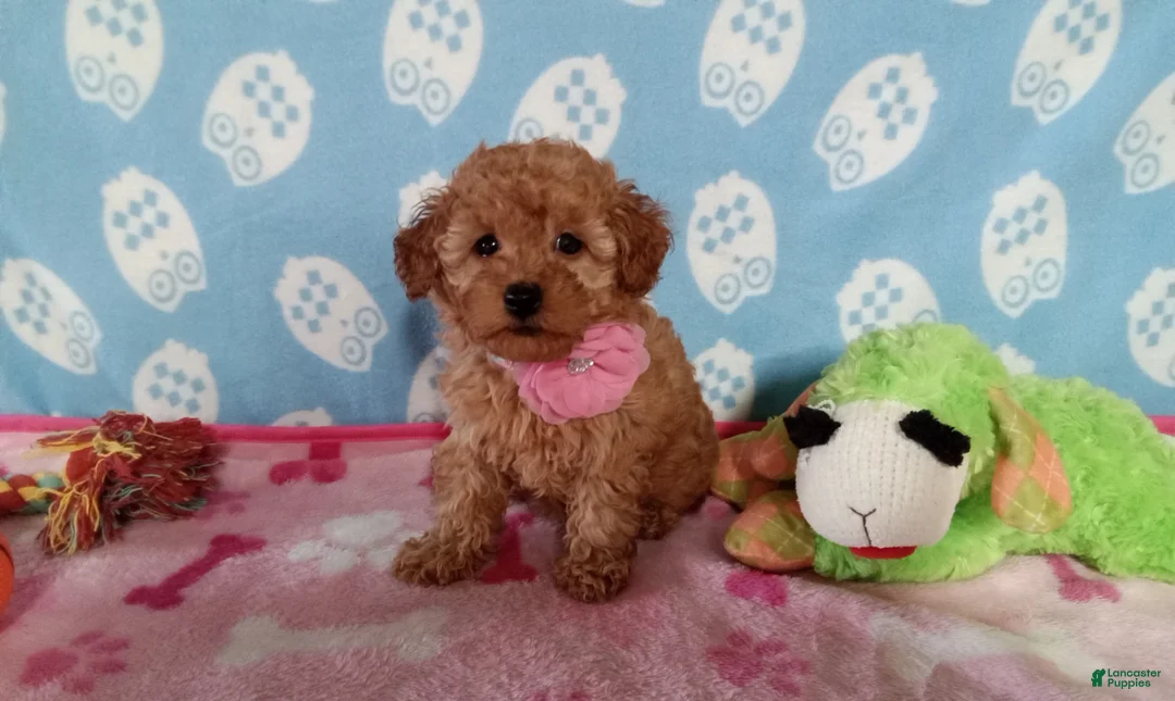 Toy Poodle dogs for sale: Holly  - Ad 3