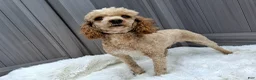Miniature Poodle dogs for sale: Bingo - Ad 1