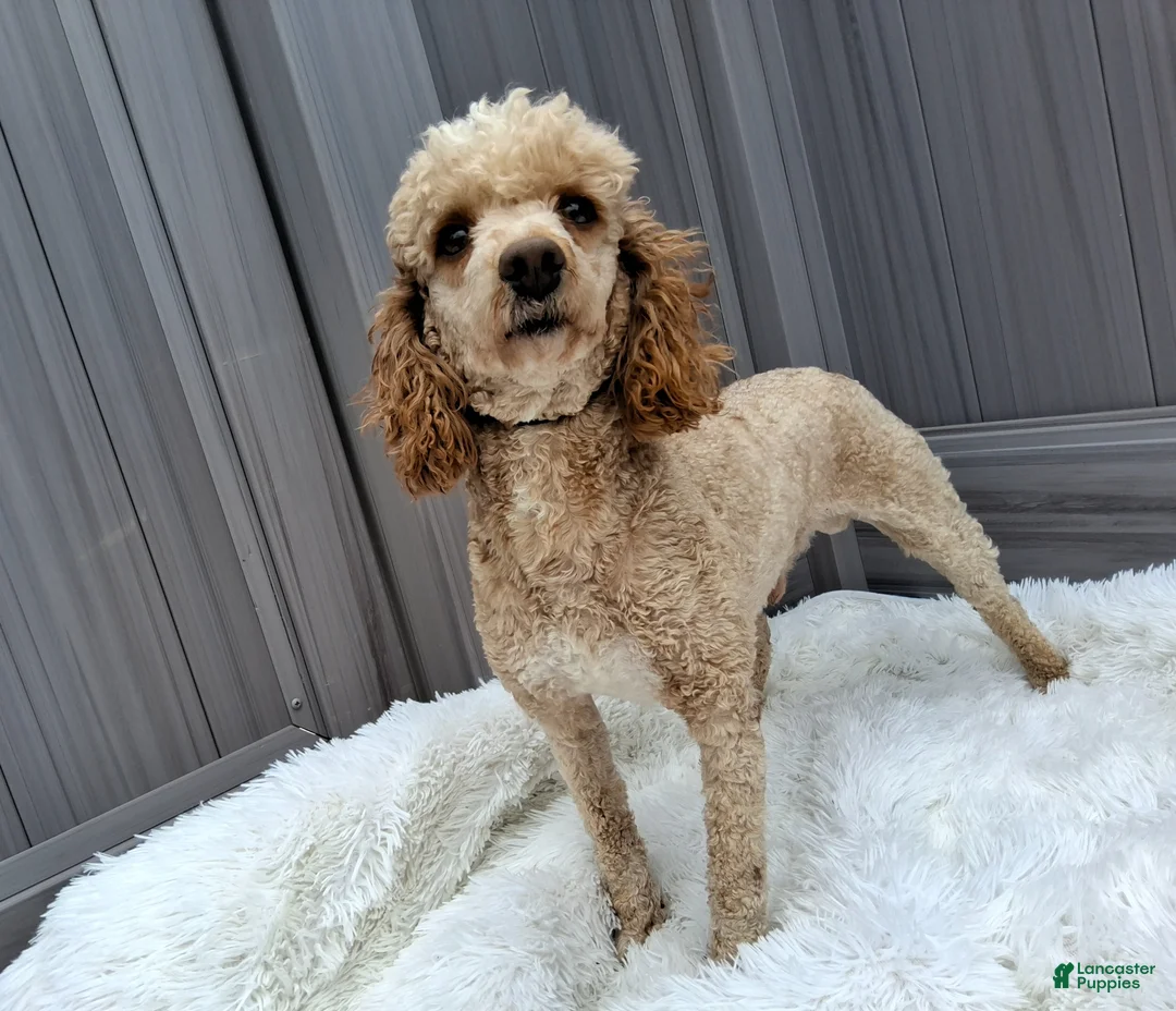 Miniature Poodle dogs for sale: Bingo - Ad 1