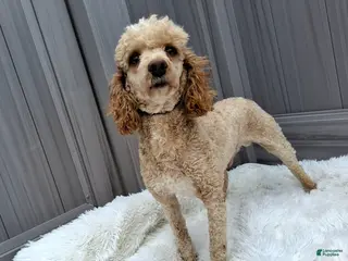 Miniature Poodle dogs Bingo - Ad 28