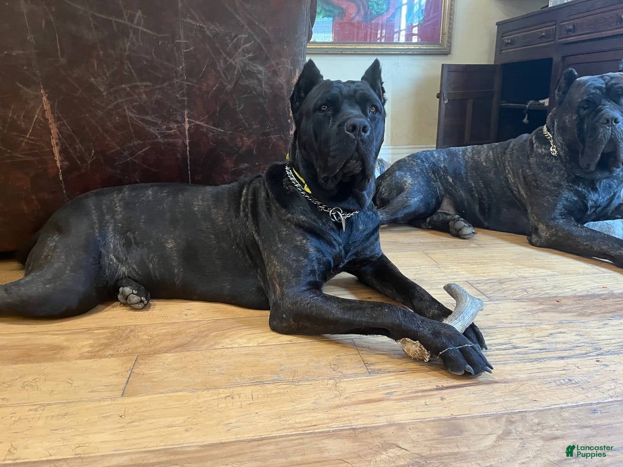 Cane Corso dogs Cane Corso Puppy 3 - Ad 2