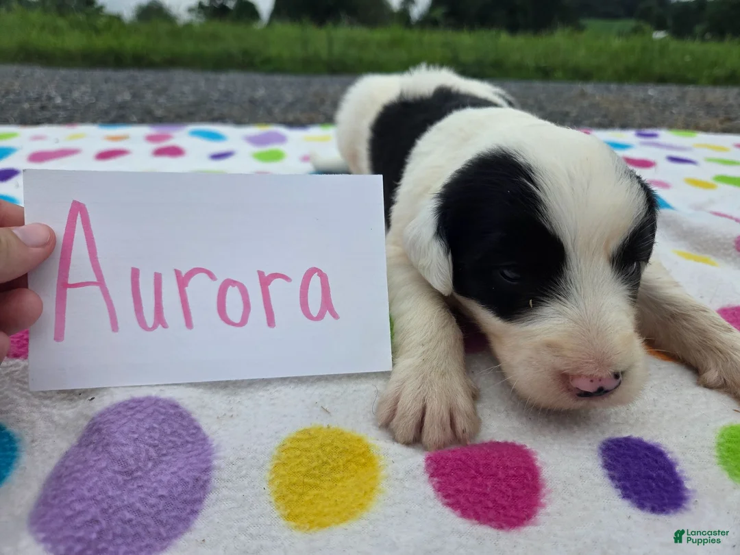 Sheepadoodle dogs for sale: Sheepadoodle 3 - Ad 2