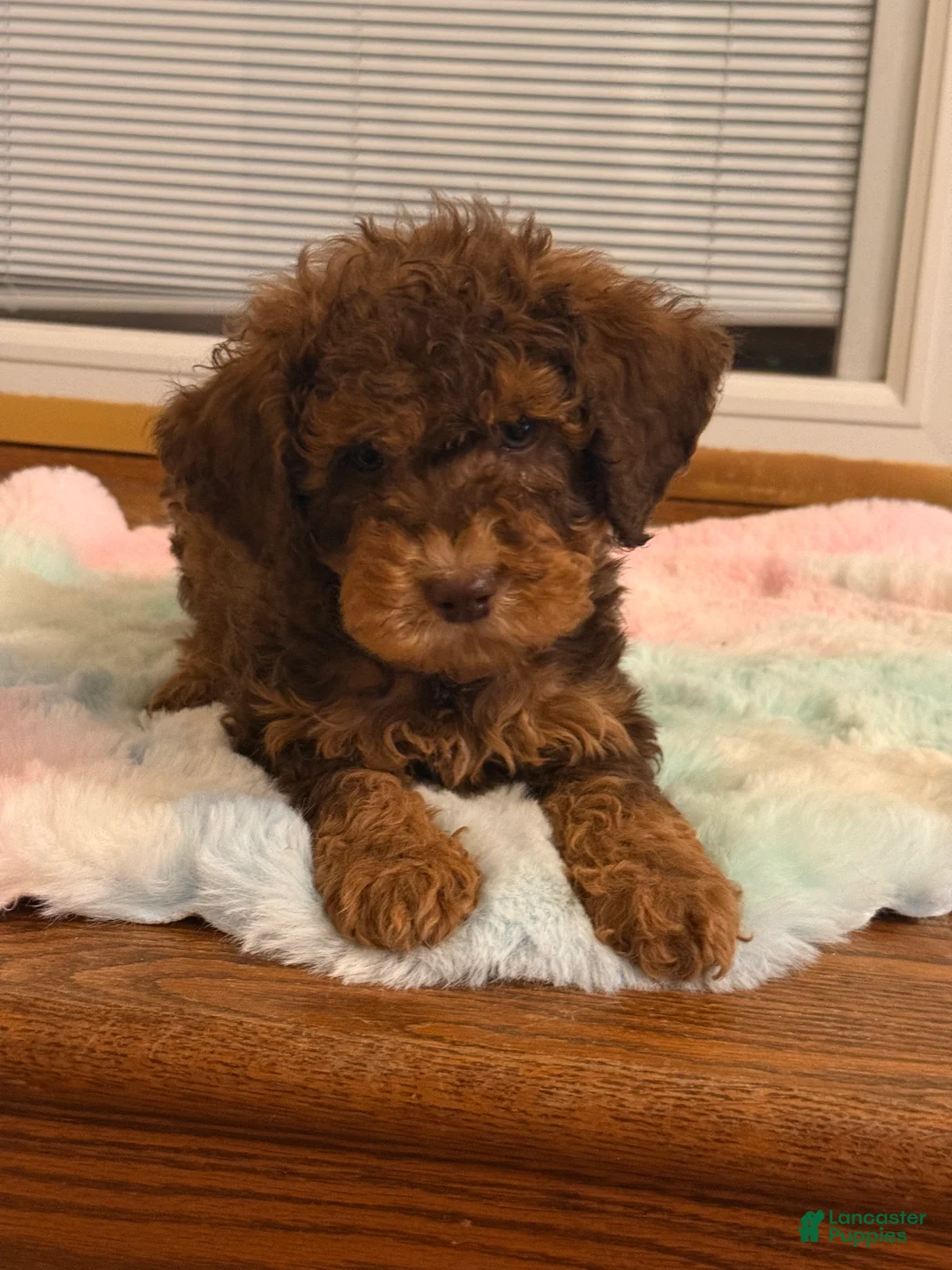 Labradoodle dogs for sale: Labradoodle Puppy 1 - Ad 1