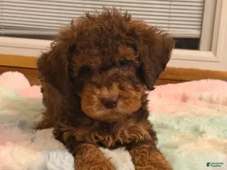 Labradoodle dogs Labradoodle Puppy 1 - Ad 13