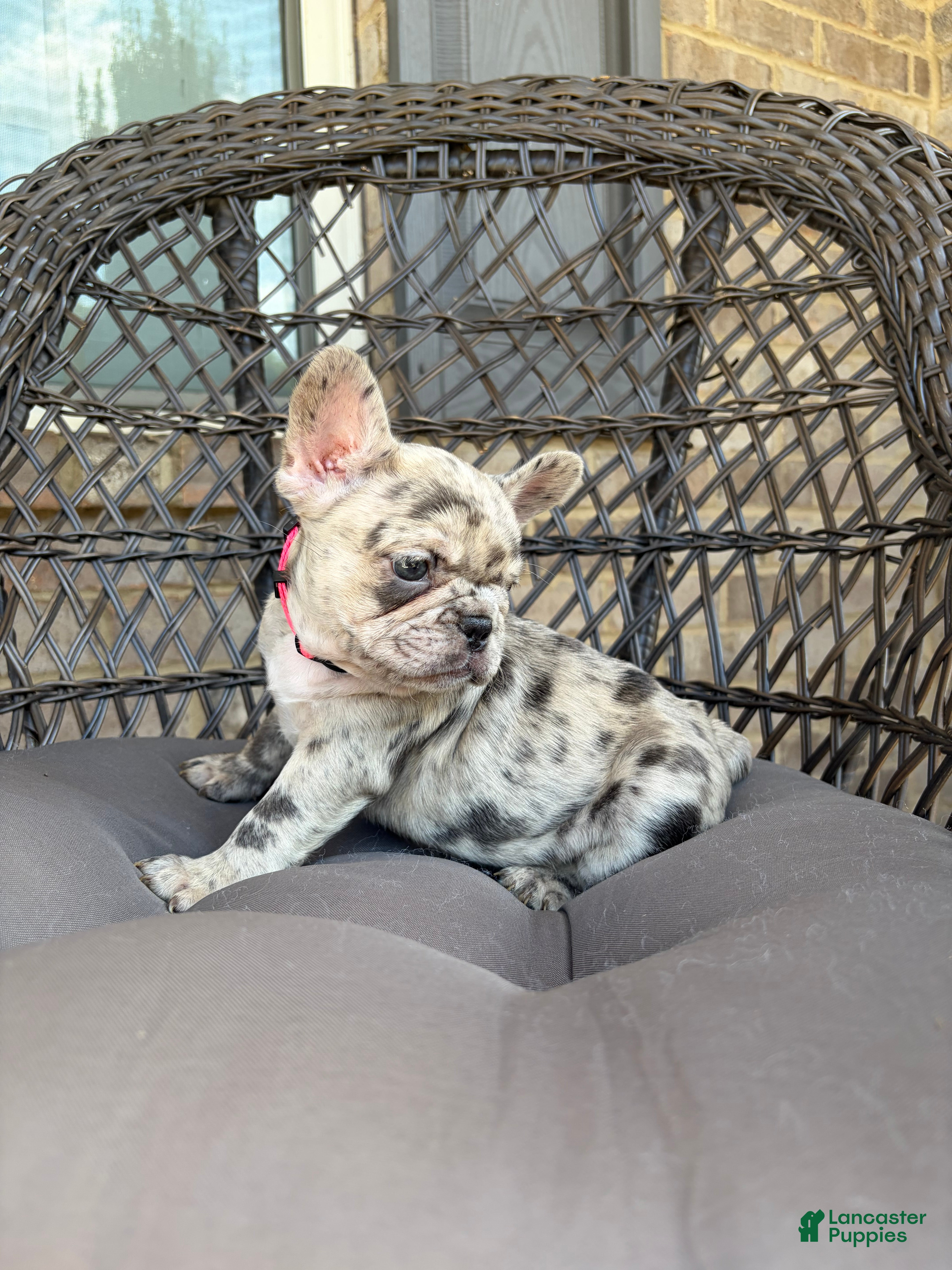French Bulldog dogs Freeza  - Ad 1