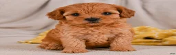 Cavapoo dogs for sale: Mila - Ad 5
