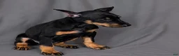 Doberman Pinscher dogs for sale: Tempra - Ad 5