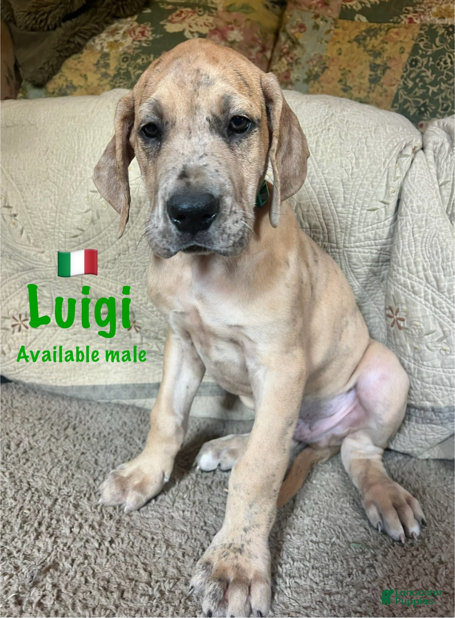 Great Dane dogs Luigi - Ad 2