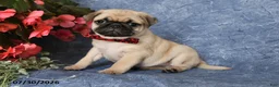 Pug dogs for sale: Bingo - Ad 4