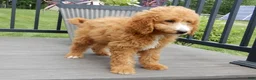 Mini Goldendoodle dogs for sale: Douglas - Ad 3