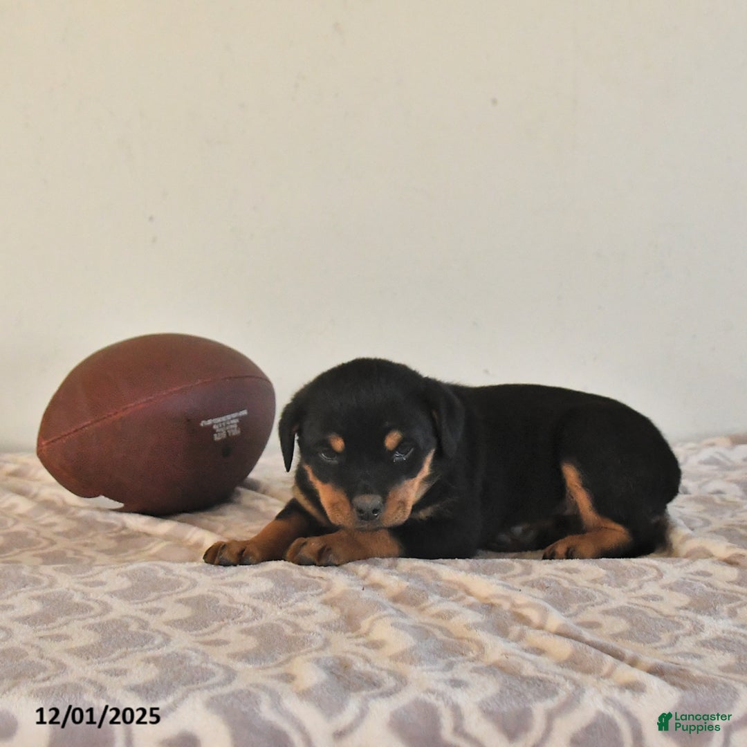 Rottweiler dogs for sale: Nadine - Ad 2
