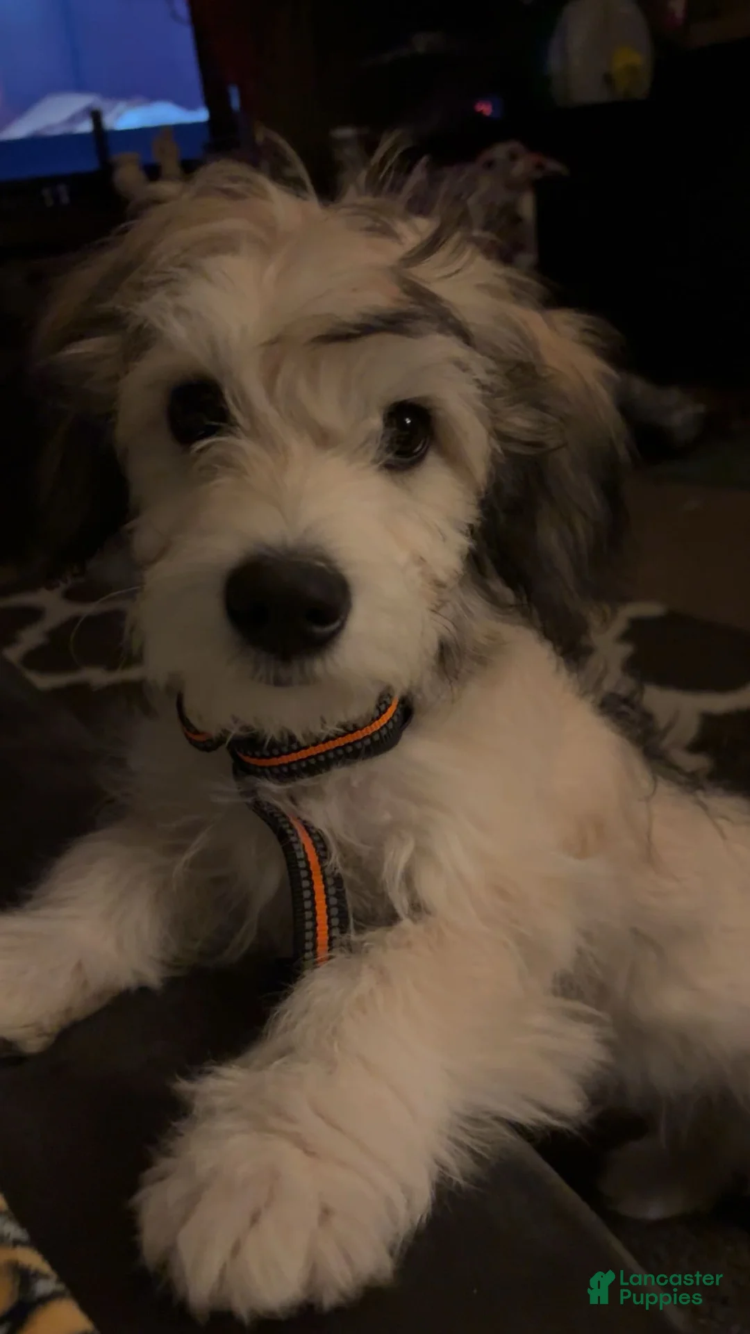 Mixed Breed dogs for sale: Mixed Breed Puppy 1 - Ad 2