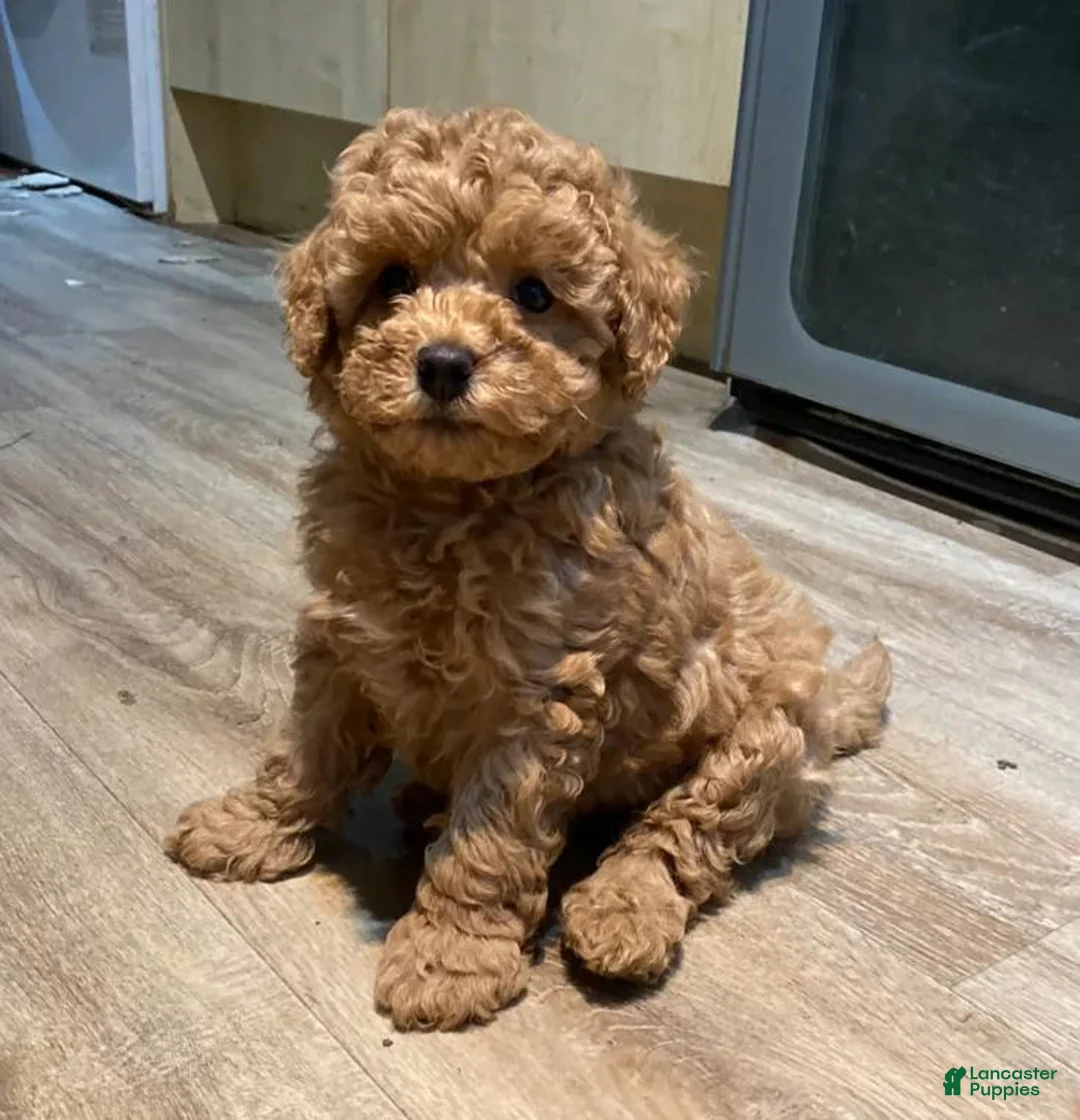 Toy Poodle dogs for sale: Randy - Ad 1