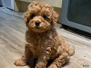 Toy Poodle dogs Randy - Ad 41
