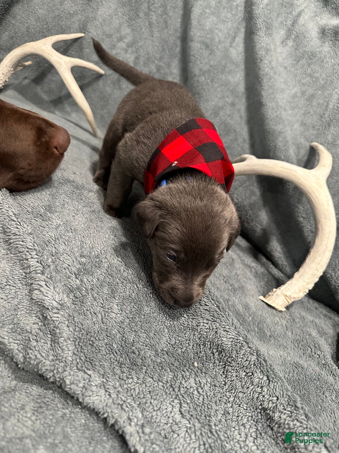 Labrador Retriever dogs for sale: Ash  - Ad 3