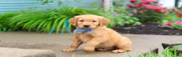 Golden Retriever dogs for sale: Beaver - Ad 3