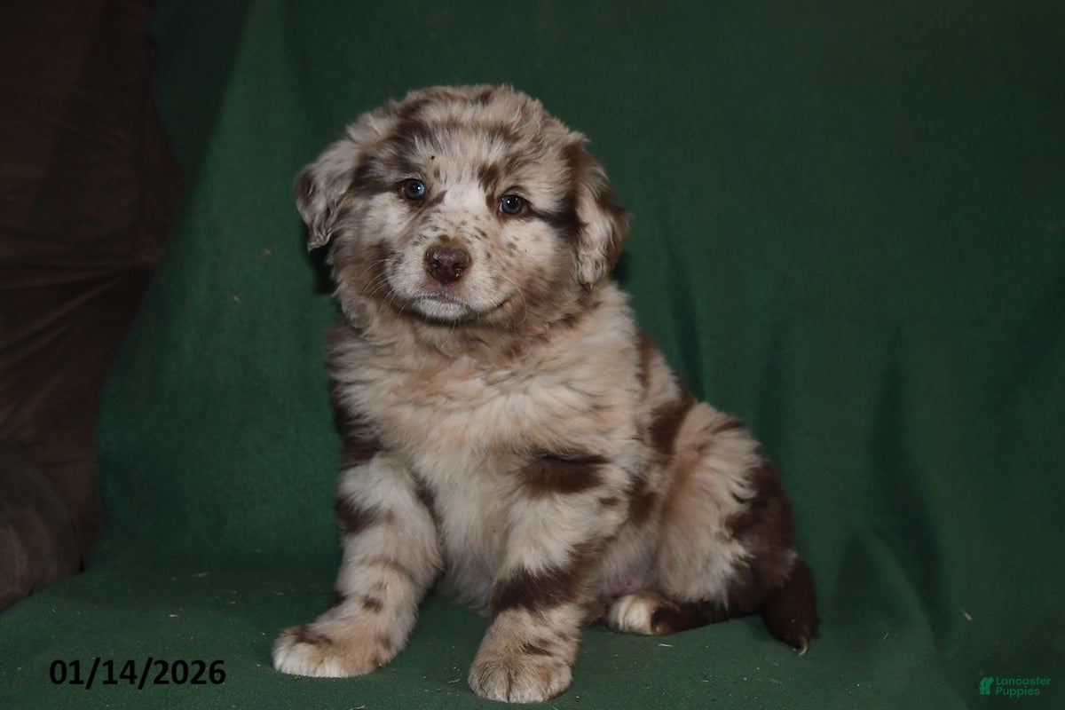 Mixed Breed dogs Gavin - Ad 20