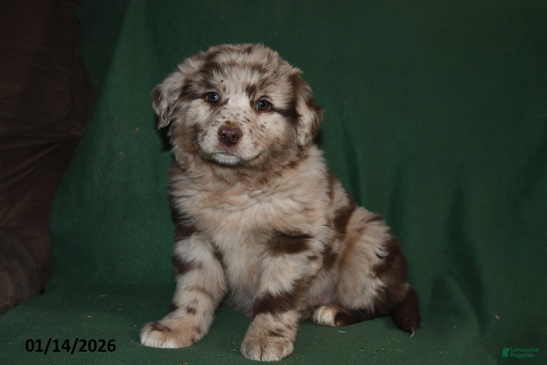 Mixed Breed dogs for sale: Gavin - Ad 1