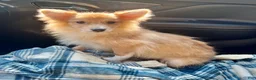 Mixed Breed dogs for sale: Kenny-Aussie-Pom - Ad 1